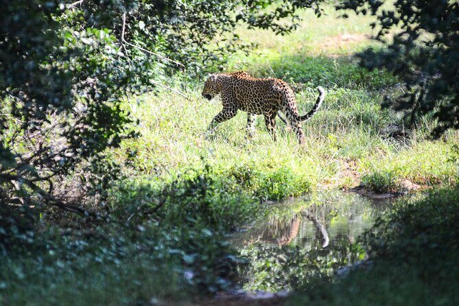 Yala Safari Half Day Tour - FAQ