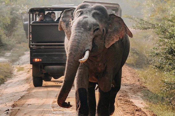 Yala Safari Half Day Tour (Game Drive) - End Point and Cancellation Policy