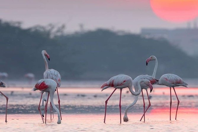 Yala Safari Half Day Tour (Game Drive) - Traveler Photos