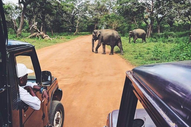 Yala Safari Half Day Tour (Game Drive) - The Sum Up