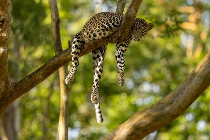 Yala Safari: High-Luxury PRIVATE Tours with Entry Tickets - An Honest Look at the Yala Safari Experience