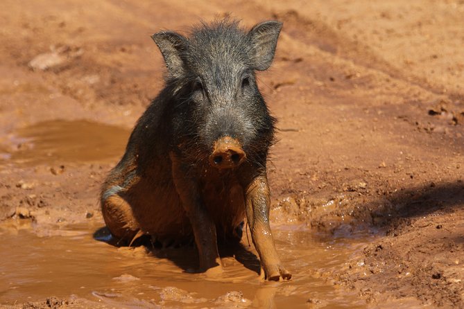 Yala Safari Jeep Tour With Abraham Travel - Pricing and Booking