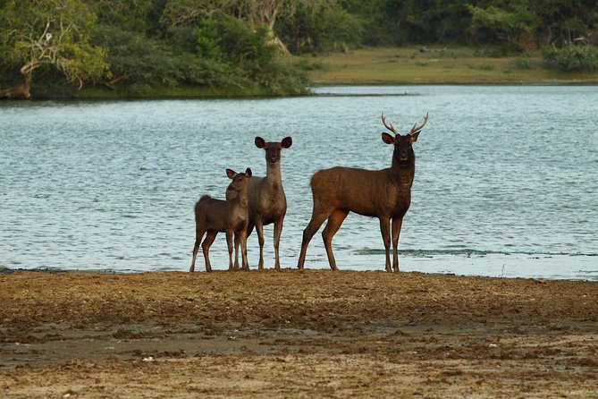 Yala Safari Jeep Tour With Abraham Travel - Tour Overview
