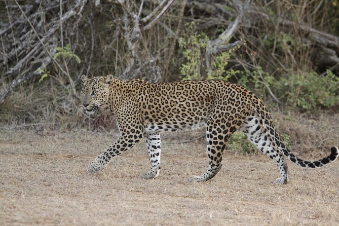 Yala Safari Jeep Tour With Abraham Travel - Inclusions