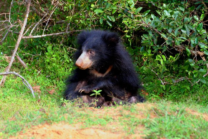 Yala Safari Jeep Tour With Abraham Travel - Directions