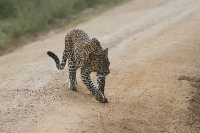 Yala Safari Jeep Tour With Abraham Travel - The Sum Up