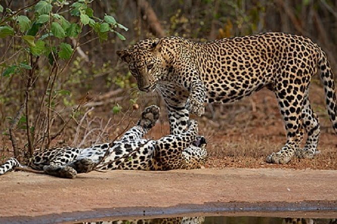 Yala Safari Private Day Tour From Kaluthara/Beruwala/Bentota/Kosgoda/Ahungalla - Good To Know