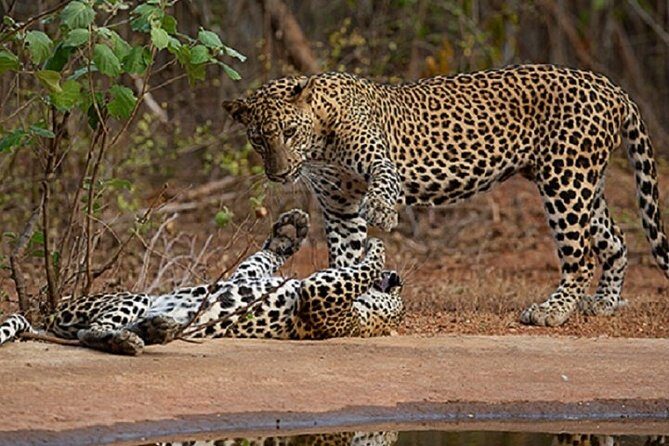 Yala Safari Private Day Tour Kaluthara/Beruwala/Bentota/Kosgoda/Ahungalla - Good To Know