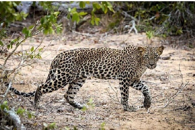 Yala Safari Private Day Tour Kaluthara/Beruwala/Bentota/Kosgoda/Ahungalla - The Logistics: Convenience and Comfort