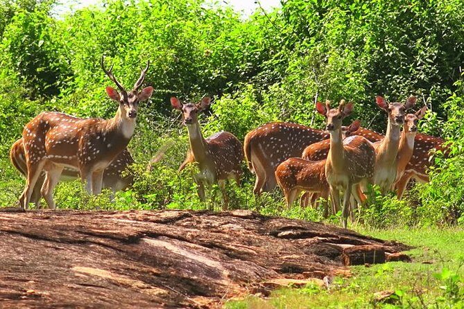 Yala Safari Private Day Tour Kaluthara/Beruwala/Bentota/Kosgoda/Ahungalla - Who is This Tour Best Suited For?
