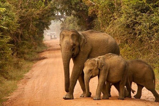 Yala Safari Private Day Tour Kaluthara/Beruwala/Bentota/Kosgoda/Ahungalla - FAQ