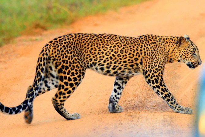 Yala Safari Private Day Trip From Bentota and Kalutara Areas - Good To Know