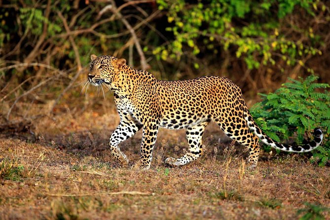 Yala Safari Private Day Trip From Bentota and Kalutara Areas - Thrilling Jeep Safari Experience