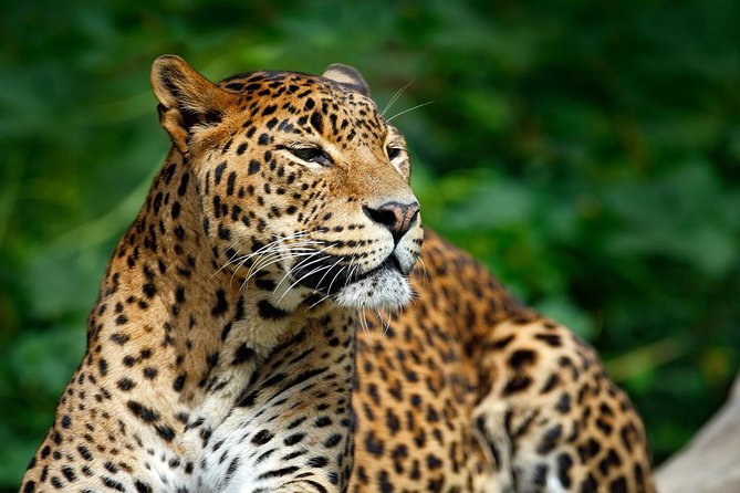 Yala Safari Private Day Trip From Bentota and Kalutara Areas - Wildlife Spotting and Nature Break