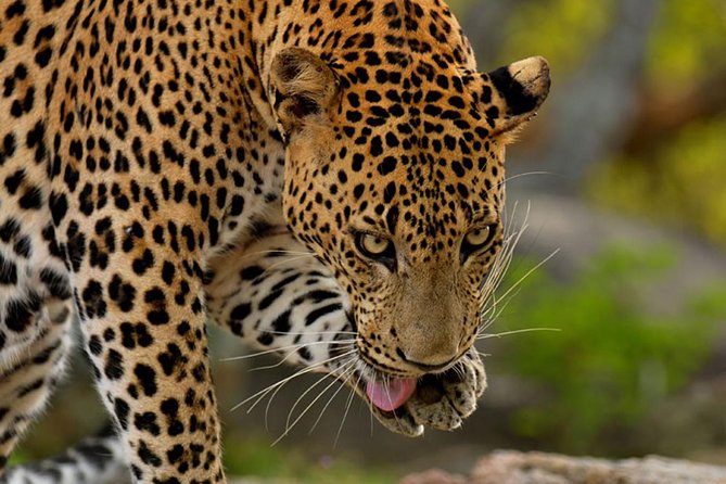 Yala Safari Private Day Trip From Bentota and Kalutara Areas - Convenient Logistics and Transfers