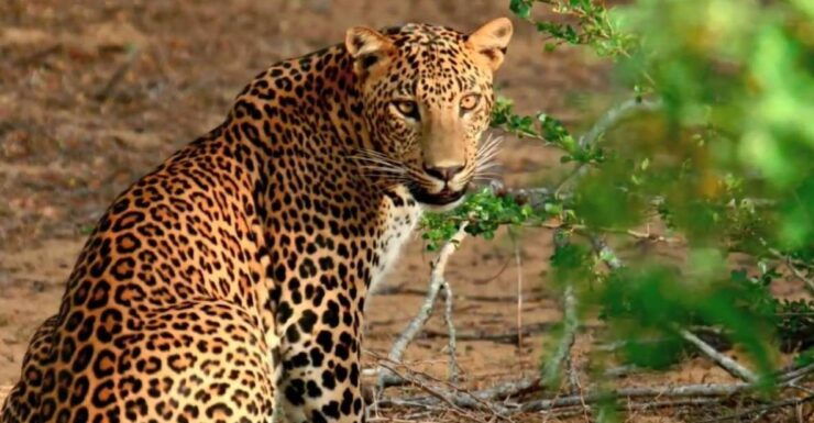 Yala Safari (Private) From Yala & Tissamaharama Area. - Booking Details