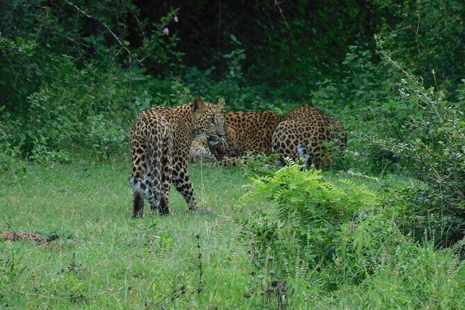 YALA SAFARI TOUR from Galle/Mirissa/Matara/Tangalle/Ella & More.. - An In-Depth Look at the Yala Safari Tour