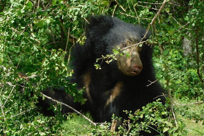 YALA SAFARI TOUR from Galle/Mirissa/Matara/Tangalle/Ella & More.. - FAQs