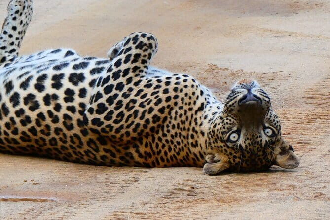 YALA SAFARI TOUR From Galle/Unawatuna/Mirissa/Matara/Tangalle - Good To Know