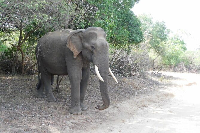 YALA SAFARI TOUR From Galle/Unawatuna/Mirissa/Matara/Tangalle - Final Thoughts