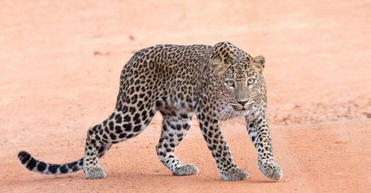 Yala Safari Tour From Hambantota Port Area (Shore Excursion) - Tour Itinerary Highlights
