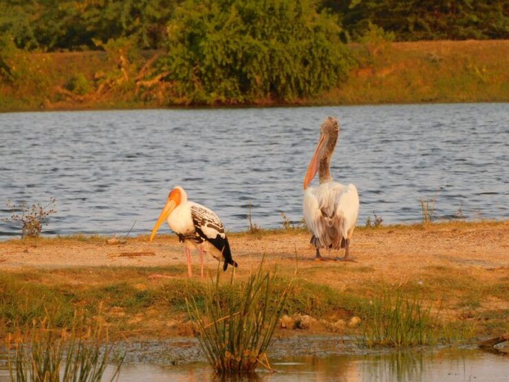 Yala Safari Tour From Hambantota Port Area (Shore Excursion) - Pickup Locations and Logistics