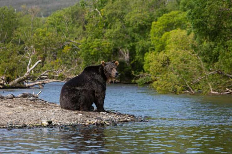 Yala Safari Tour From Hambantota Port & Mattala Airport - Wildlife Experience