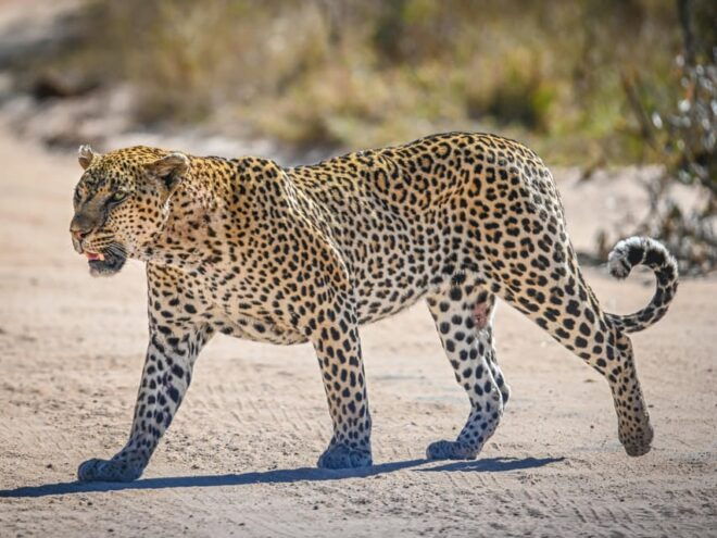 Yala Safari Tour From Hambantota Port & Mattala Airport - Booking Information