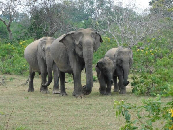 Yala Safari Tour From Hambantota Port & Mattala Airport - Transportation Details