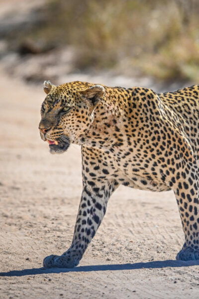 Yala Safari Tour From Hambantota Port & Mattala Airport - Tips for Travelers