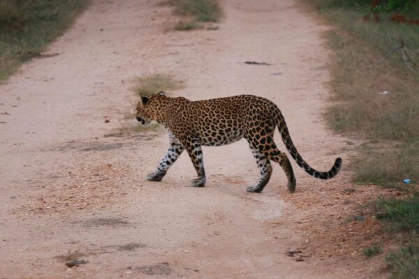 Yala Safari Tour From Hambantota Port & Mattala Airport - Frequently Asked Questions