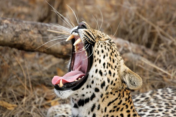 Yala Safari Tour From Hambantota Port (Shore Excursion) - Good To Know