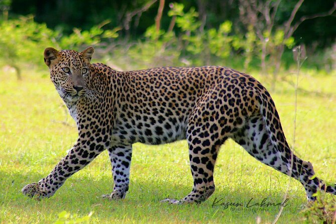 Yala Safari Tour Yala National Park Full-Day/HalfDay - Booking Information