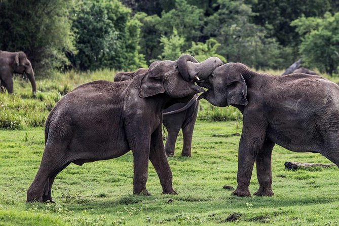 Yala Safari Tours - Essential Information for Yala Safari Tours