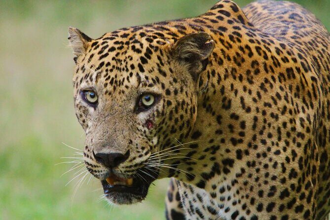 Yala safari Tours Morning /Afternoon /Full Day - The Itinerary and What You Can Expect