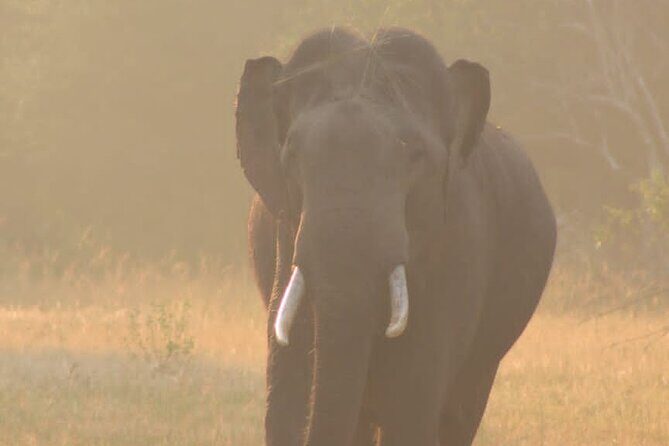 Yala safari Tours Morning /Afternoon /Full Day - The Sum Up: Who Will Love This Safari?