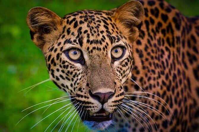 Yala safari Tours Morning /Afternoon /Full Day - Frequently Asked Questions