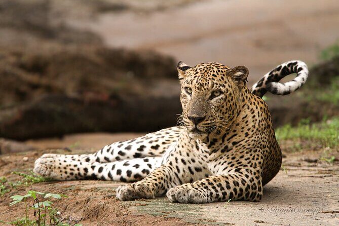 Yala safari Tours Morning /Afternoon /Full Day - Introduction