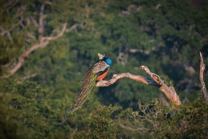 Yala safari Tours Morning /Afternoon /Full Day - Practical Tips for Booking and Enjoying Your Safari