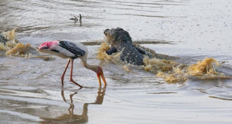 Yala Safari Tours: Yala Private Safari, All Inclusive - Booking and Tour Details