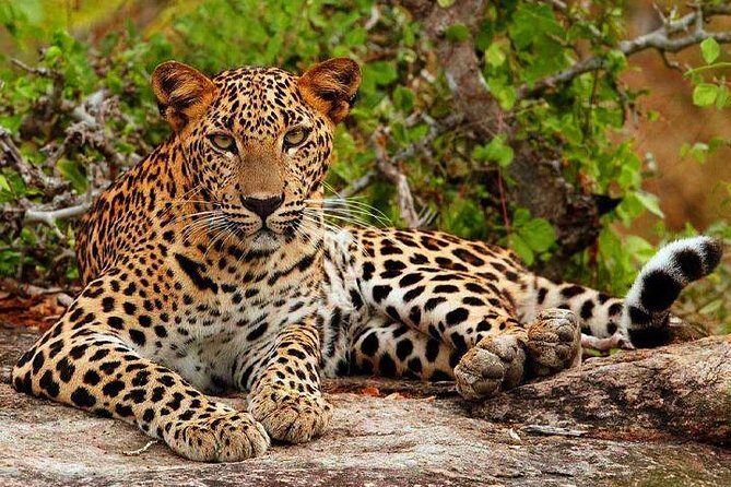 Yala Safari - Yala National Park - First Impressions: A Nature Lover’s Dream with Practical Perks