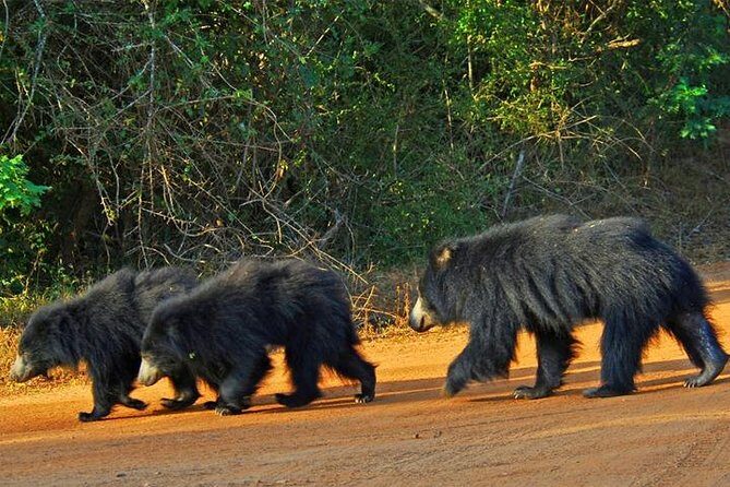 Yala Safari - Yala National Park - Final Thoughts: Is It Worth It?