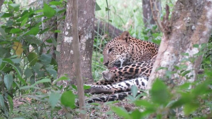Yala Special Leopard Safari Tour - (04:30 Am - 11:30 Am) - Wildlife Experience