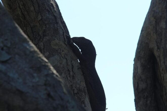 Yala Special Leopard Safari Tour - (04:30 Am - 11:30 Am) - Transportation and Comfort