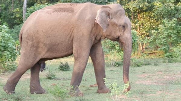 Yala Special Leopard Safari Tour - (04:30 Am - 11:30 Am) - Wildlife Photography Tips