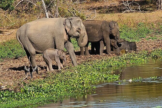Yala sunrise half day by NPA Leopard Safari - What Makes This Tour Stand Out
