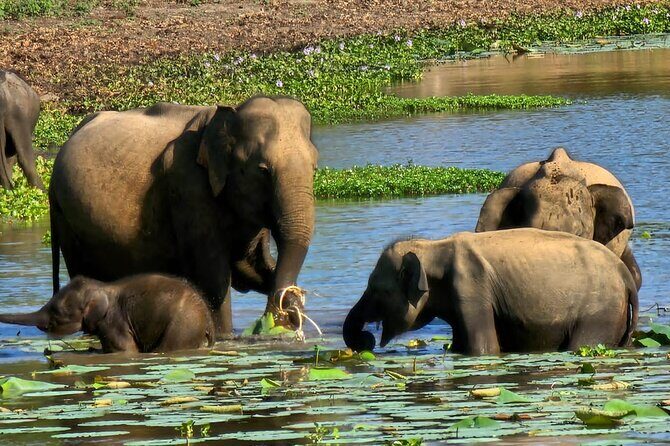 Yala sunrise half day by NPA Leopard Safari - FAQ