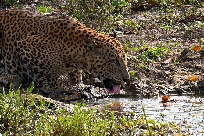 Yala sunrise half day by NPA Leopard Safari - Good To Know  