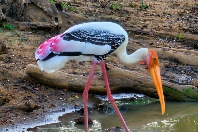 Yala sunrise half day by NPA Leopard Safari - The Sum Up: Who Is This Tour Best Suited For?  