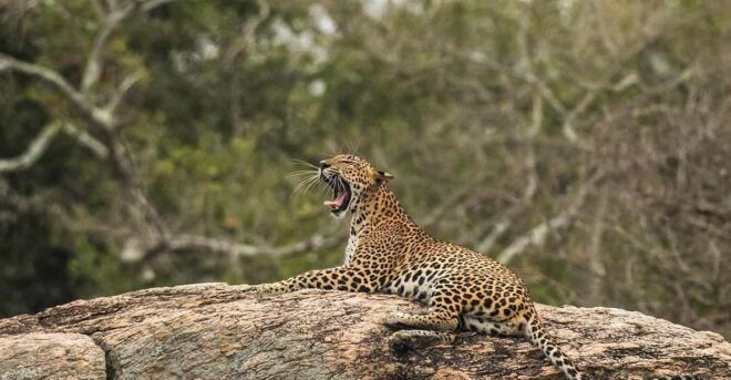 Yala: Yala National Park Safari With Private Jeep - Safari Experience Highlights